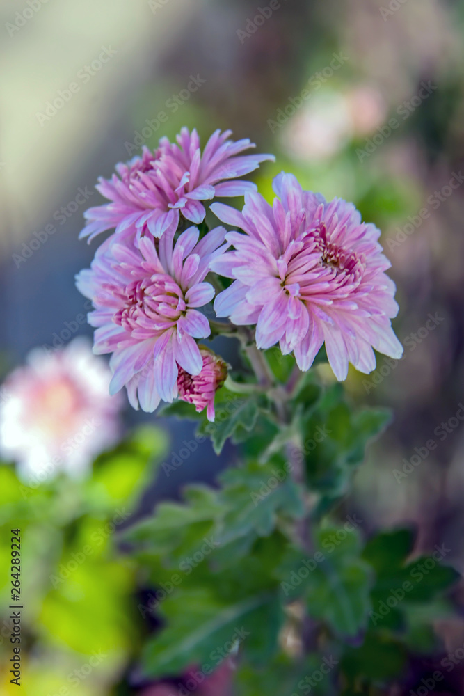 Obraz premium Дубки