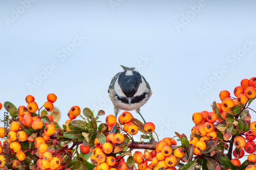 Cute bird. White snow background. Bird: Coal Tit. Periparus ater. Plant: Pyracantha coccinea Scarlet firethorn photo