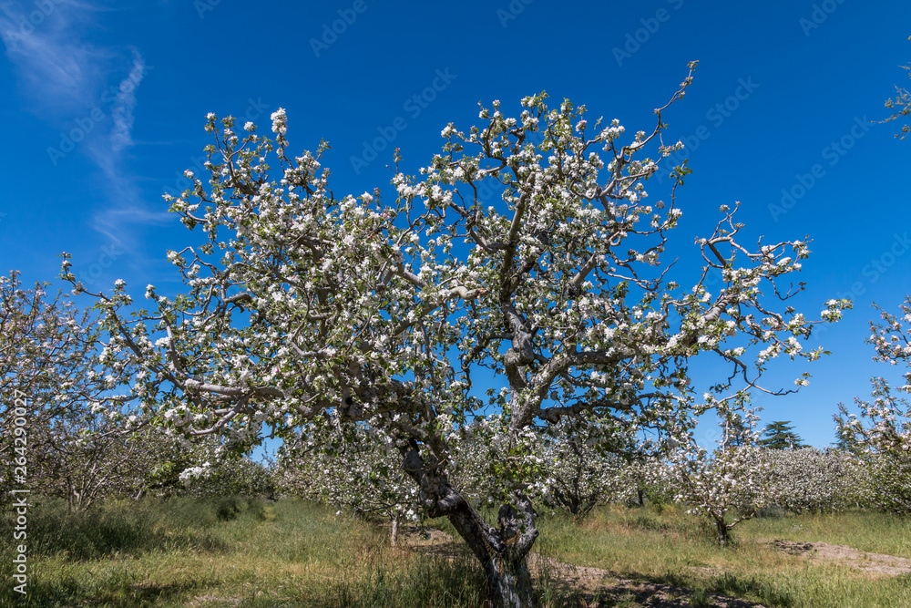 White blooms are on a gnarly gravestein apple tree outlines by a blue sky in the background. More blooming apple trees are on the sides and background. White blooms are on a gnarly gravestein apple tree outlines by a blue sky in the background. More blooming apple trees are on the sides and background.