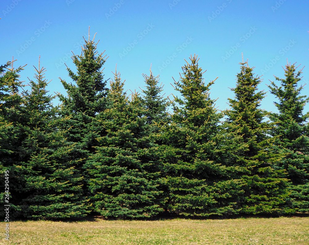 Fototapeta premium Christmas trees are growing in the park