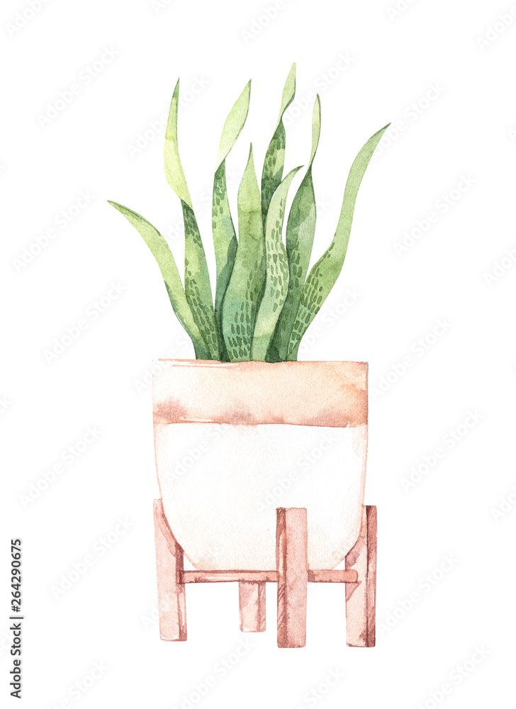 Watercolor illustration. Botanical houseplant. Plant with big leaves in pot. Greenery. Floral Design element. Perfect for invitations, cards, prints, posters Watercolor illustration. Botanical houseplant. Plant with big leaves in pot. Greenery. Floral Design element. Perfect for invitations, cards, prints, posters