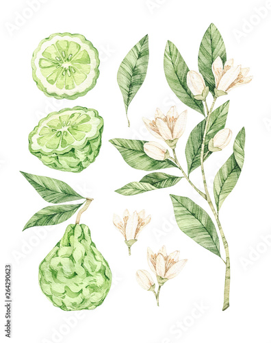 Watercolor botanical illustrations. Fresh bergamot blossom. Citrus bergamia (flowers, fruit and leaves) collection. Perfect for wedding invitations, cards, prints, posters, packing. photo