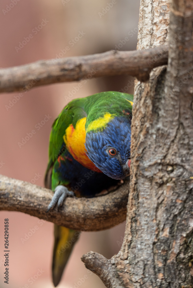 rainbow lorikeet on branch rainbow lorikeet on branch