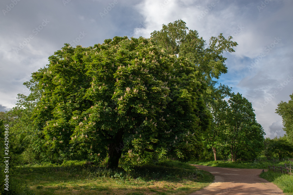 Chestnut Tree in April
