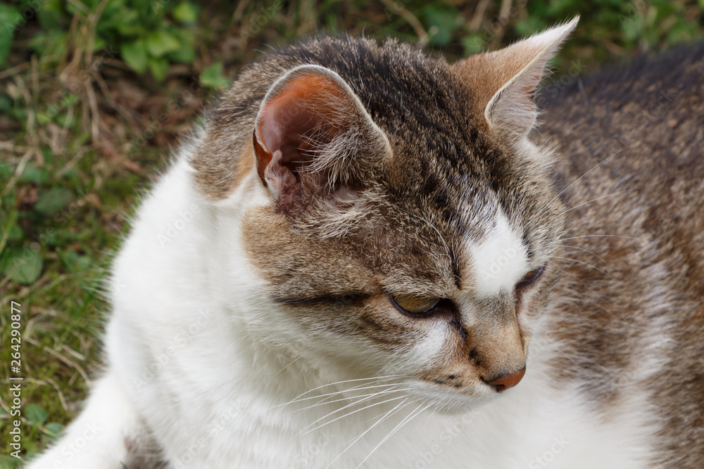 Close-up on the head of a lying down tabby cat in a garden