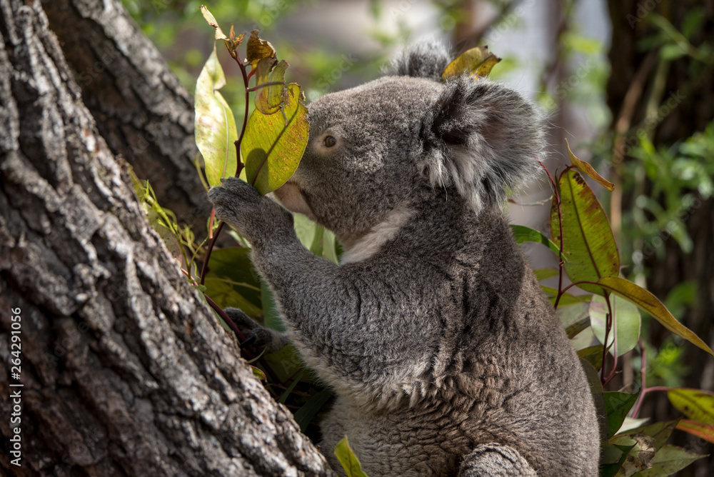 koala claiming a tree