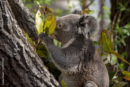 Obraz na płótnie koala claiming a tree w salonie