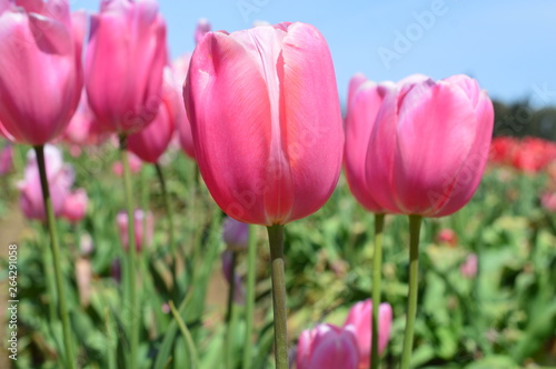 Pink Tulips at Wooden Shoe Tulip Festival in Woodburn Oregon