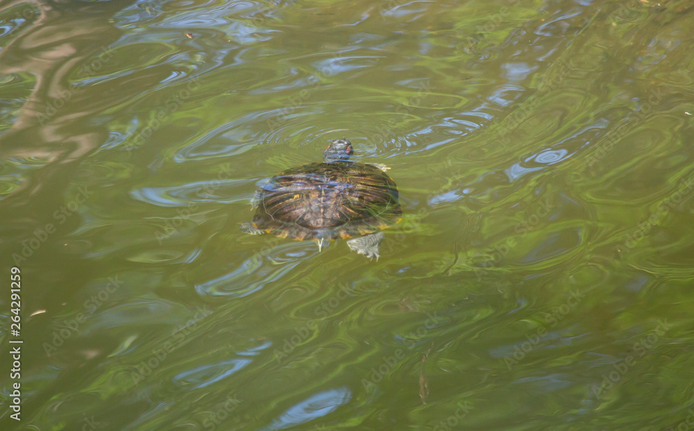 Red-Eared Pond Slider