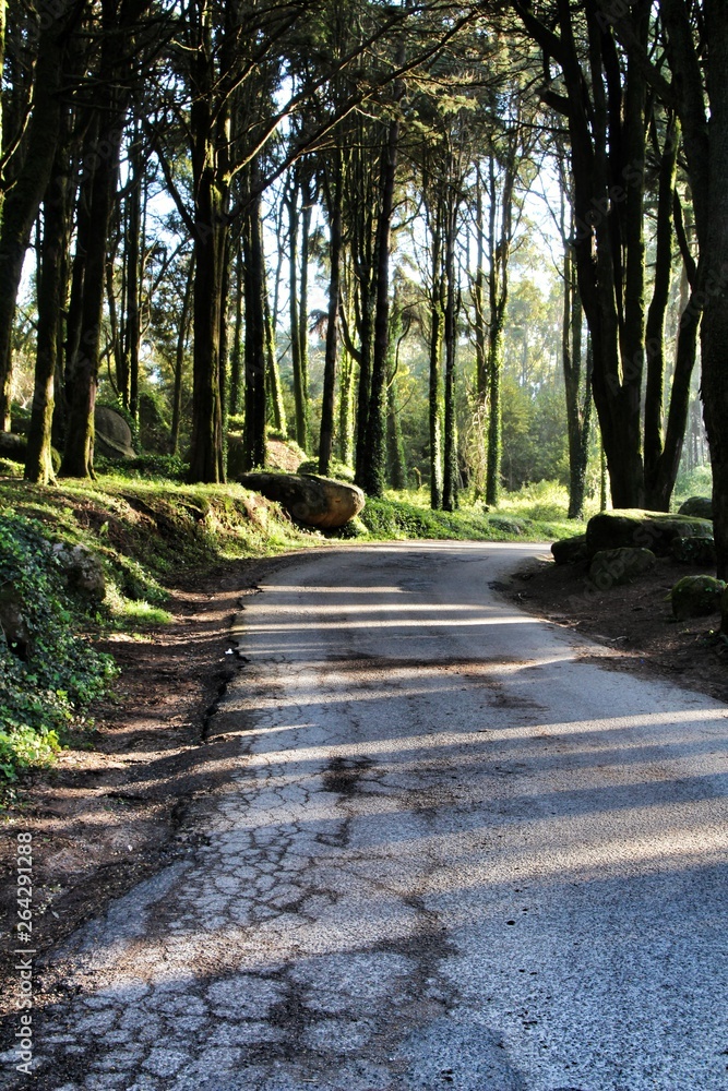 Road crossing leafy forest in Sintra Mountains Road crossing leafy forest in Sintra Mountains