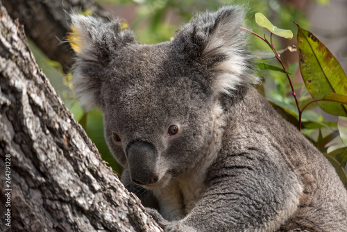 koala claiming a tree