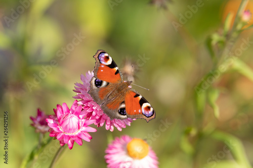 A European peacock butterfly (Aglais urticae) sitting on a pink flower with green blurred background