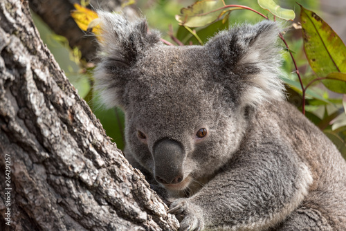Fototapeta Naklejka Na Ścianę i Meble -  koala claiming a tree