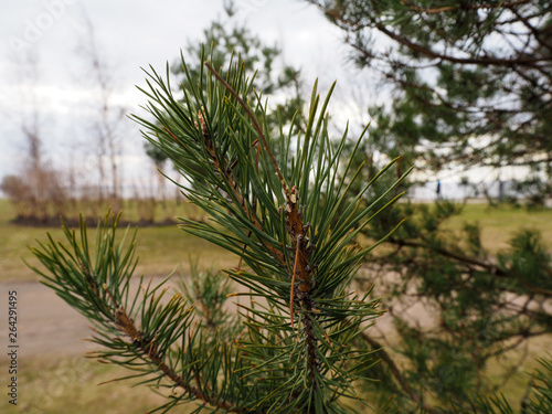 Green pine branch in the park
