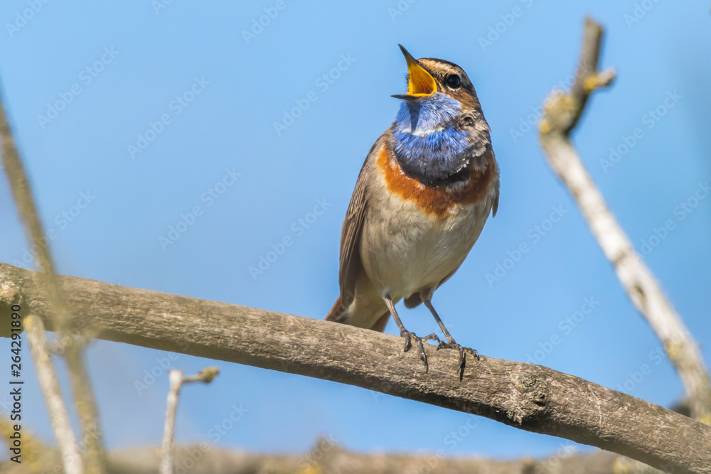 White-spotted bluethroat (Luscinia svecica)