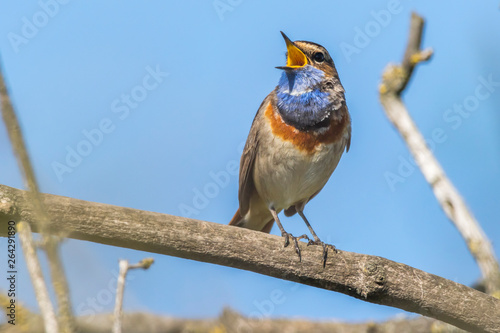 Obraz na płótnie White-spotted bluethroat (Luscinia svecica) w salonie