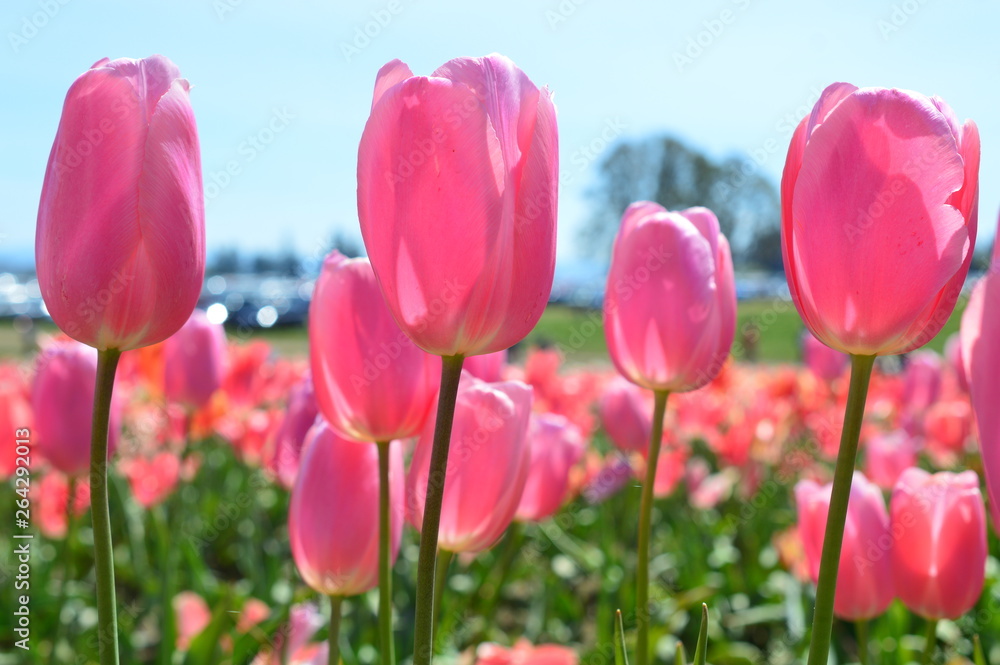 Pink Tulips at Wooden Shoe Tulip Festival in Woodburn Oregon