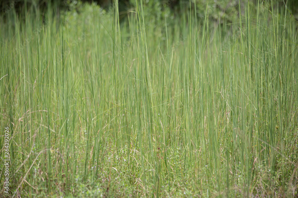 Weeds Weeds
