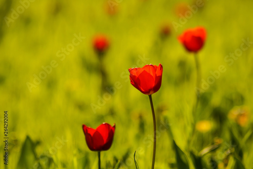 colorful tulip