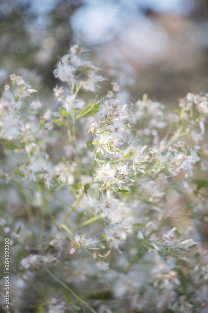 White Leaves On Bush