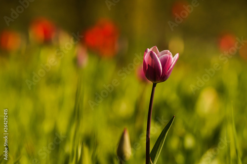 colorful tulip