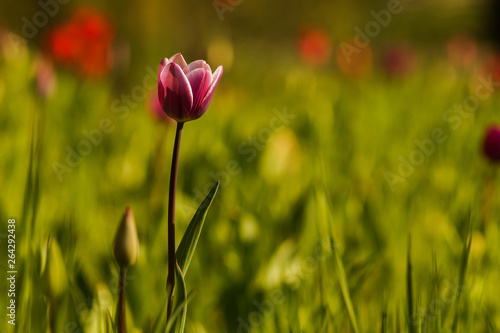 colorful tulip