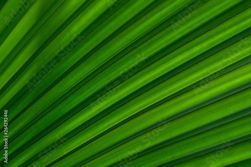 Green leaf texture as background. Texture of nature.  Abstract colorful  background . For add text .Abstract background photo. Close up. © notistia