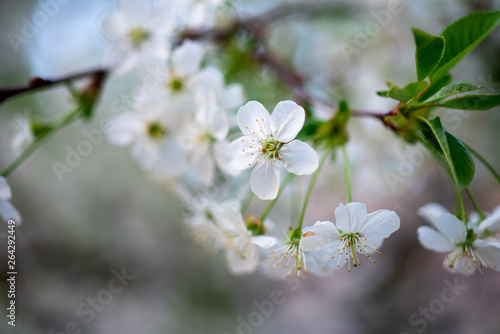 white cherry flowers on a branch close up