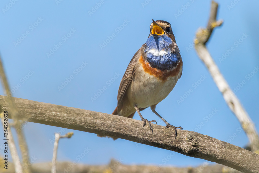 White-spotted bluethroat (Luscinia svecica)