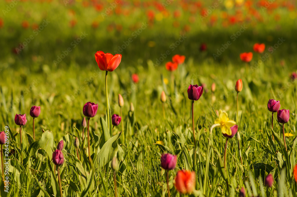 tulip field