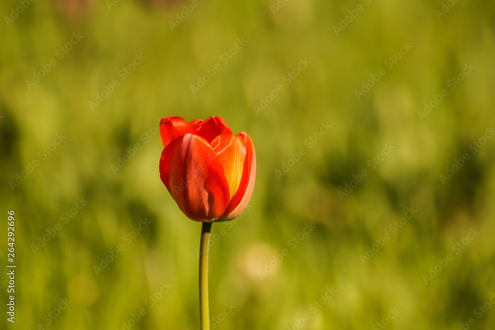 colorful tulip
