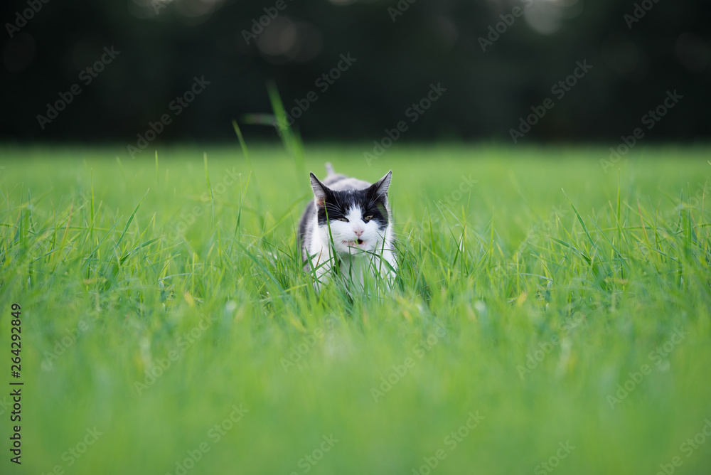 black and white cat walking through high grass eating some culms black and white cat walking through high grass eating some culms