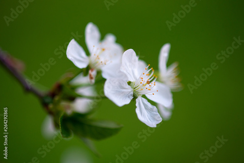 white cherry flowers on a branch close up