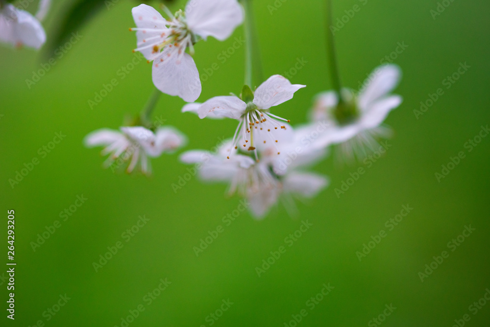 white cherry flowers on a branch close up white cherry flowers on a branch close up