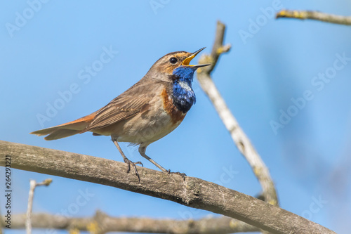 Obraz na płótnie White-spotted bluethroat (Luscinia svecica) w salonie
