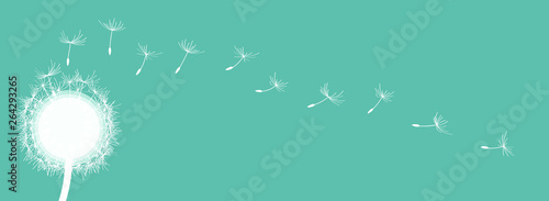 panorama_one white dandelion_seeds_turquoise background by jziprian