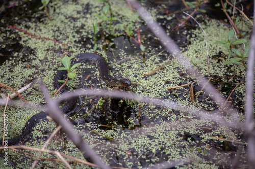 Yelow-Bellied Water Snake Swimming