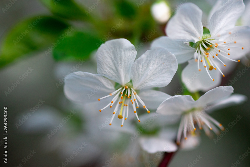 white cherry flowers on a branch close up white cherry flowers on a branch close up
