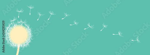 panorama_one dandelion_white seeds_turquoise background by jziprian