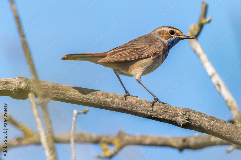 White-spotted bluethroat (Luscinia svecica)