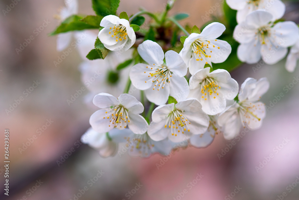 white cherry flowers on a branch close up