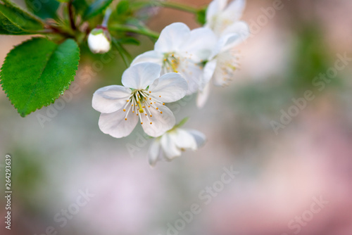 white cherry flowers on a branch close up