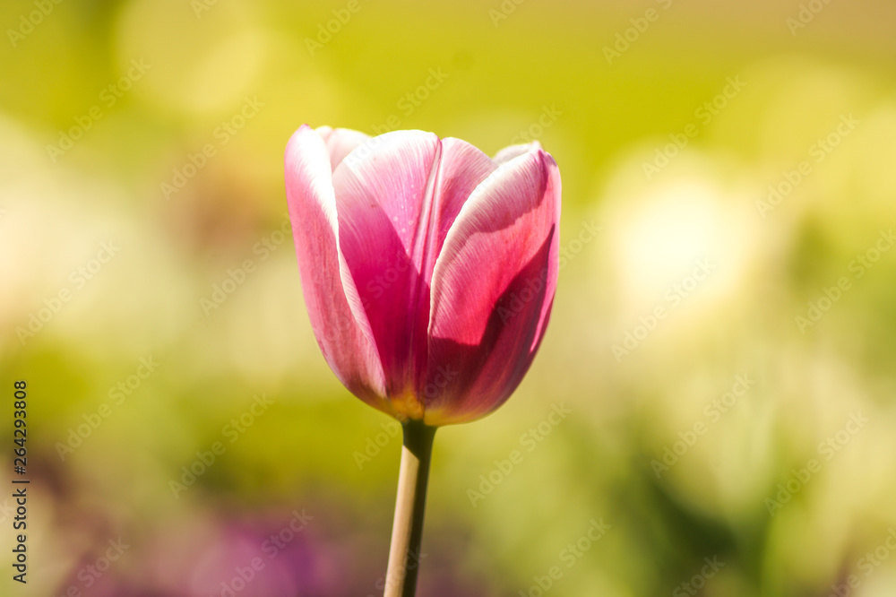 colorful tulip colorful tulip