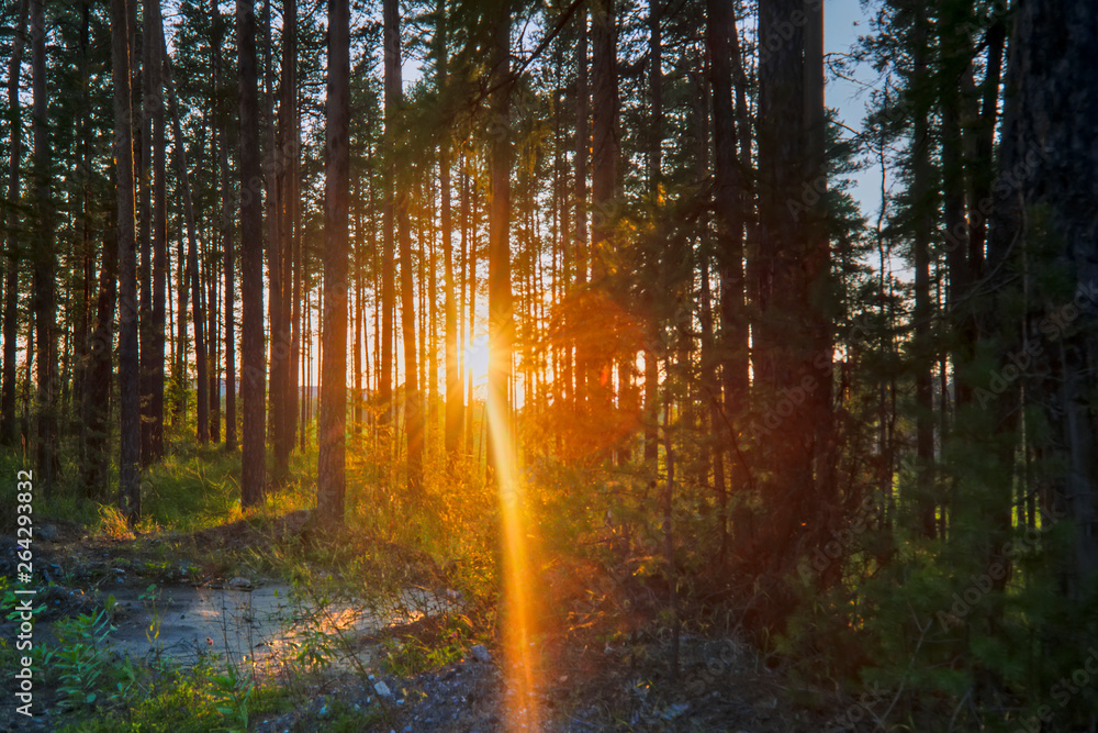 Fototapeta premium The sun's rays make their way through the branches.