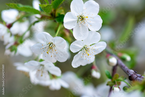 white cherry flowers on a branch close up