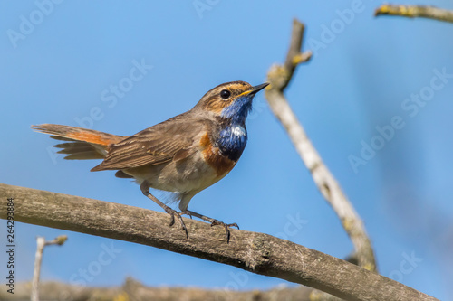 Obraz na płótnie White-spotted bluethroat (Luscinia svecica) w salonie