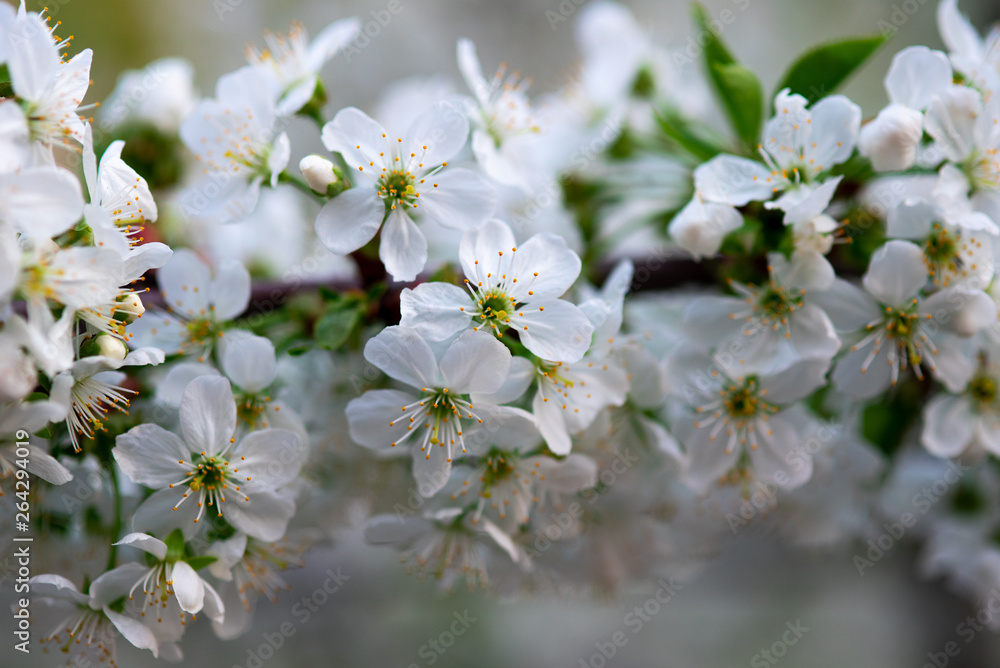 white cherry flowers on a branch close up white cherry flowers on a branch close up