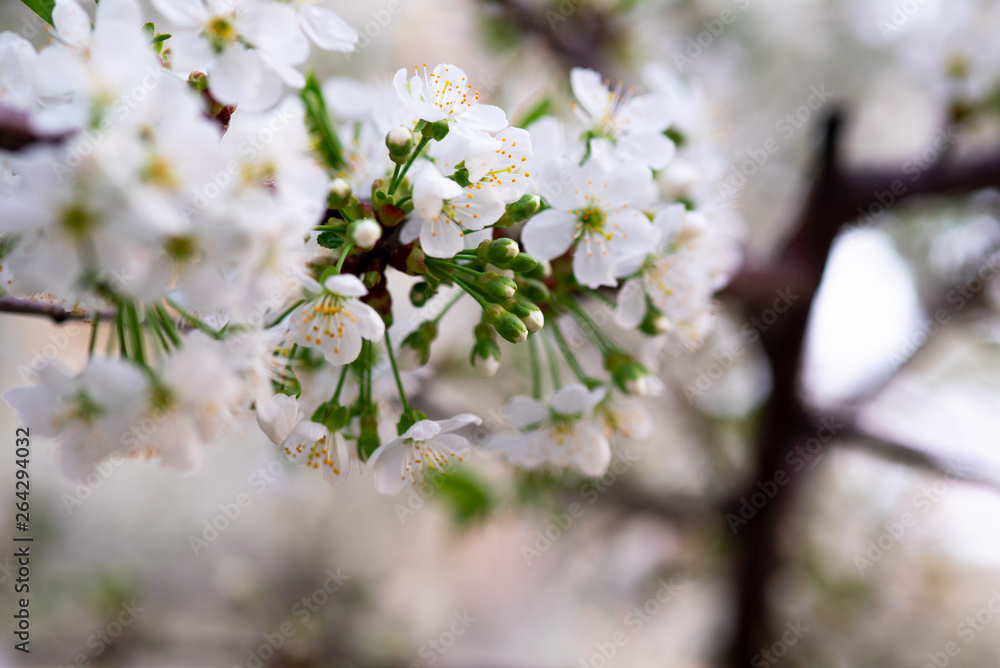 white cherry flowers on a branch close up