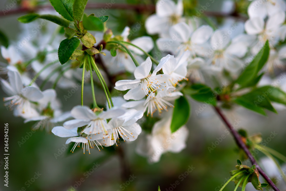 white cherry flowers on a branch close up