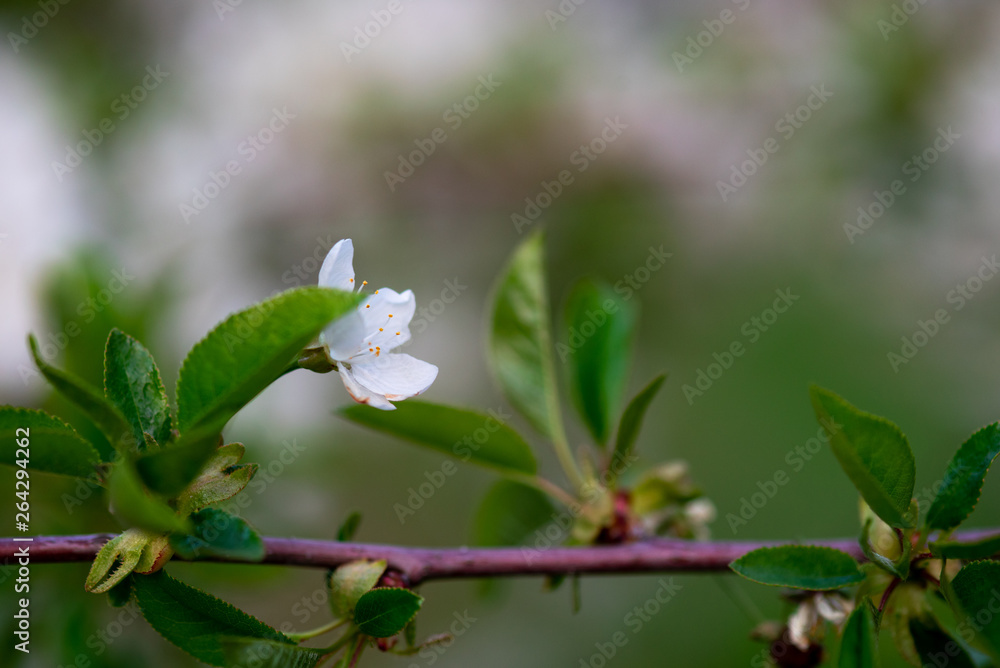Fototapeta premium white cherry flowers on a branch close up